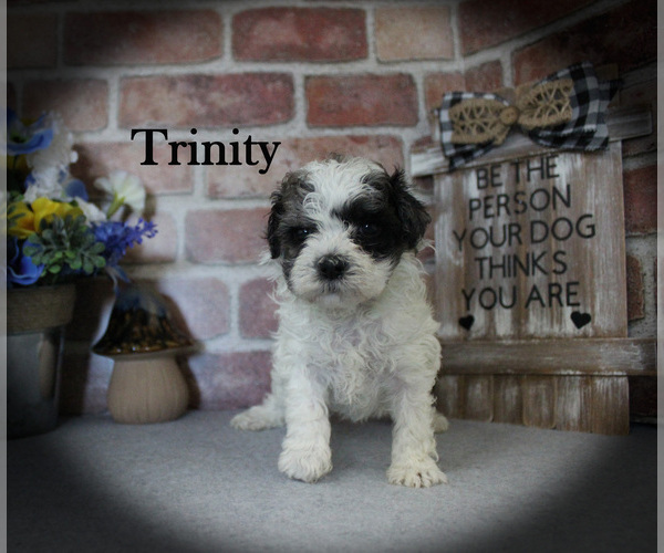 Medium Photo #6 Poodle (Miniature) Puppy For Sale in CHANUTE, KS, USA