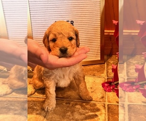 Goldendoodle (Miniature) Puppy for sale in WATSONTOWN, PA, USA