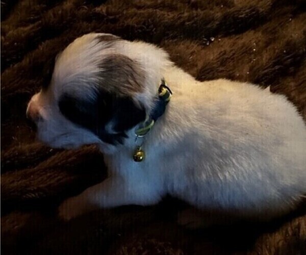 Medium Photo #1 Great Pyrenees Puppy For Sale in HENDERSONVILLE, NC, USA