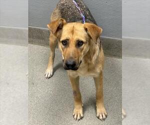 German Shepherd Dog-Unknown Mix Dogs for adoption in Las Vegas, NV, USA