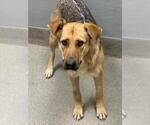 Small German Shepherd Dog Mix