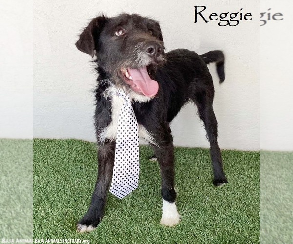 Medium Photo #1 German Wirehaired Pointer-Unknown Mix Puppy For Sale in San Diego, CA, USA