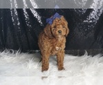 Small #3 Poodle (Toy)