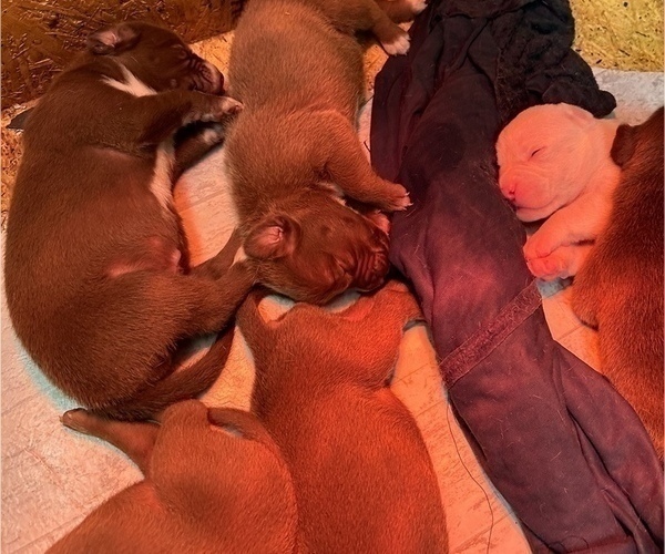 Medium Photo #5 Bullboxer Pit Puppy For Sale in DUDLEY, NC, USA