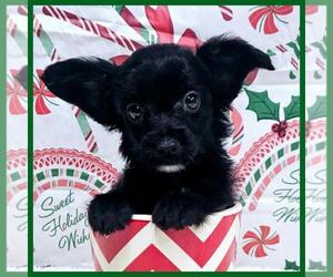 YorkiePoo Puppy for sale in TAYLOR, TX, USA