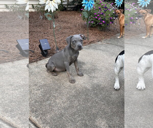 Medium Photo #5 American Staffordshire Terrier-Weimaraner Mix Puppy For Sale in Ball Ground, GA, USA