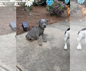 Myla - Female Unknown-Weimaraner Mix Dog for Adoption - Photo #5