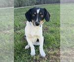 RODGER - Male Chihuahua-Unknown Mix Dog for Adoption - Small photo
