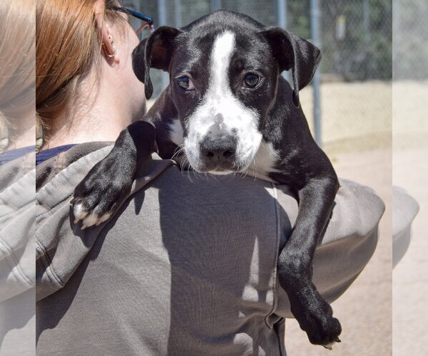 Medium Photo #4 American Staffordshire Terrier-Unknown Mix Puppy For Sale in Huntley, IL, USA
