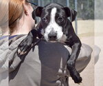 Small #3 American Staffordshire Terrier Mix