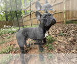 Puppy Prince Leonardo French Bulldog