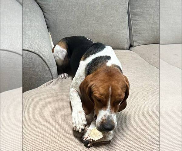 Medium Photo #4 Mutt Puppy For Sale in Woodbury, NY, USA