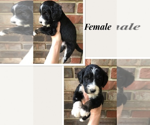 Medium Photo #1 Bernedoodle-Poodle (Standard) Mix Puppy For Sale in COOKEVILLE, TN, USA