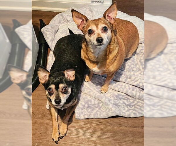 Medium Photo #4 Chihuahua Puppy For Sale in Lebanon, PA, USA