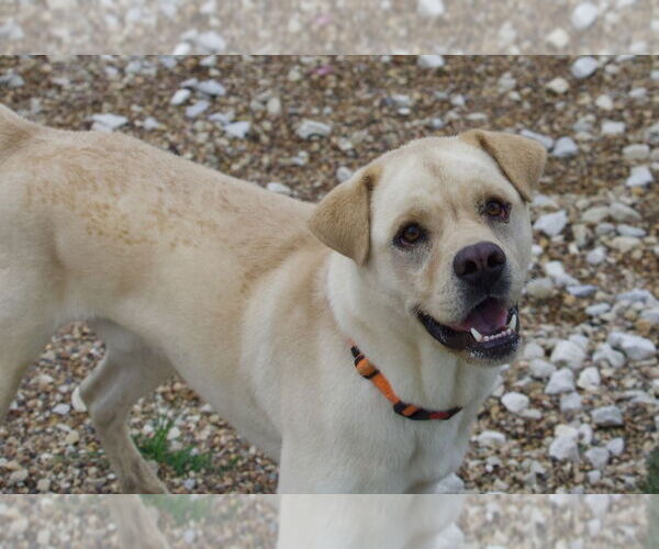 Medium Photo #2 Labrador Retriever-Pug Mix Puppy For Sale in Foristell, MO, USA