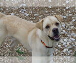 Small #1 Labrador Retriever-Pug Mix
