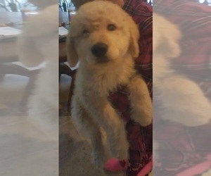 Labradoodle Puppy for sale in JEFFERSONTOWN, KY, USA