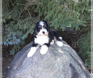 Miniature Bernedoodle Puppy for sale in FREDERICKSBURG, OH, USA