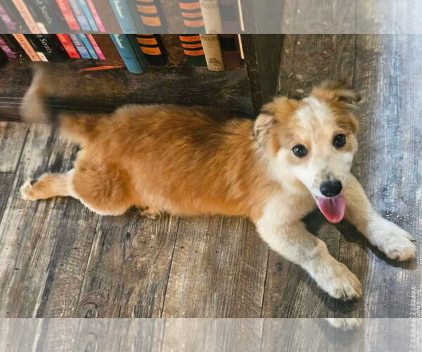 Medium Photo #2 Australian Shepherd-Jack Russell Terrier Mix Puppy For Sale in Wakefield, RI, USA