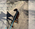 Small #14 Doberman Pinscher