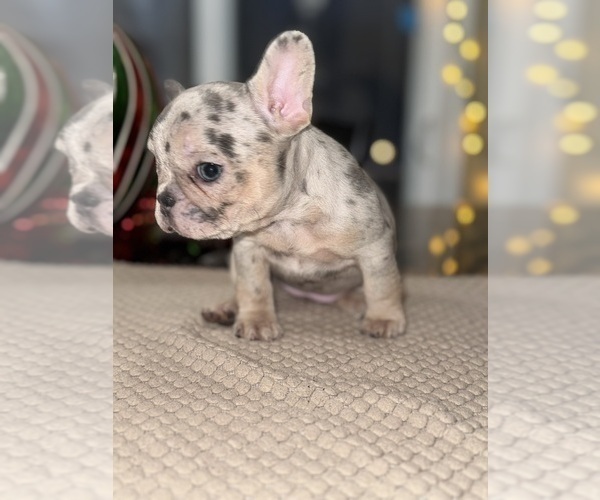 Medium Photo #3 French Bulldog Puppy For Sale in HILTON, NY, USA