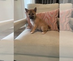 Small Photo #5 Shiba Inu Puppy For Sale in SYLMAR, CA, USA