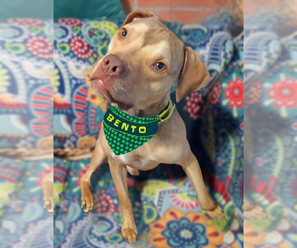 Medium Photo #4 American Pit Bull Terrier-Staffordshire Bull Terrier Mix Puppy For Sale in Princeton, MN, USA