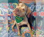 Small #3 American Pit Bull Terrier-Staffordshire Bull Terrier Mix