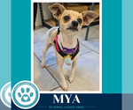 Small Chihuahua Mix