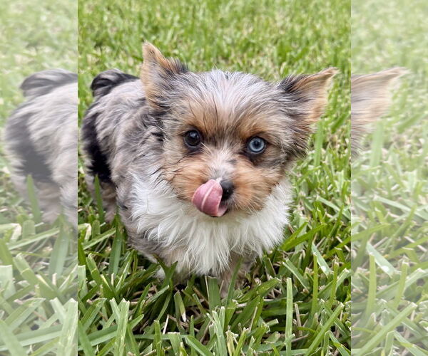 Medium Photo #2 Mutt Puppy For Sale in Boca Raton, FL, USA