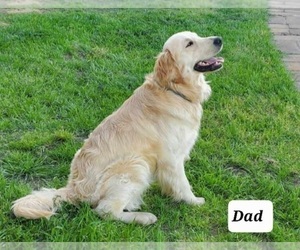 Father of the Golden Retriever puppies born on 03/15/2023