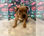 Small #7 American Staffordshire Terrier Mix
