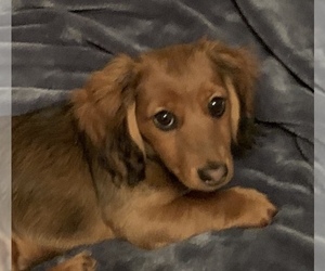 Dachshund Puppy for sale in SPRINGFIELD, MO, USA