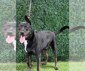 NIXON - Male Labrador Retriever-Unknown Mix Dog for Adoption - Photo #2