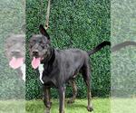 Small Photo #2 Labrador Retriever-Unknown Mix Puppy For Sale in Naples, FL, USA