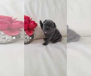 Bulldog Puppy for sale in AVENTURA, FL, USA