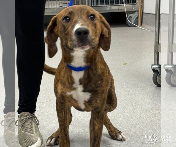 Medium Photo #2 Plott Hound-Unknown Mix Puppy For Sale in Washington, DC, USA