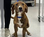 Small #1 Plott Hound Mix