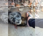 Small Photo #12 Bernedoodle (Miniature) Puppy For Sale in GOSHEN, IN, USA