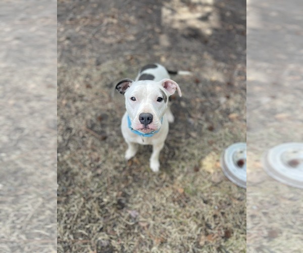 Medium Photo #2 Staffordshire Bull Terrier-Unknown Mix Puppy For Sale in Shermans Dale, PA, USA