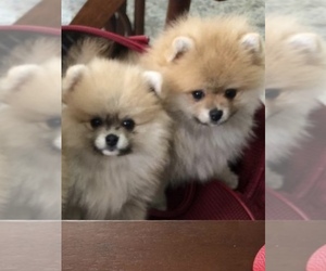 Medium Pomeranian