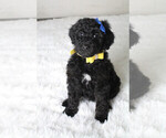 Puppy 8 Poodle (Standard)