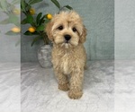 Small Photo #5 Cavapoo Puppy For Sale in FRANKLIN, IN, USA