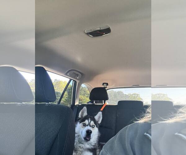 Medium Photo #7 Siberian Husky-Unknown Mix Puppy For Sale in Woodbury, NY, USA