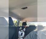 Small #6 Siberian Husky Mix