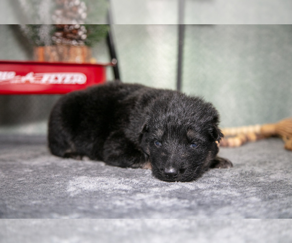 Medium Photo #7 German Shepherd Dog Puppy For Sale in NAPPANEE, IN, USA
