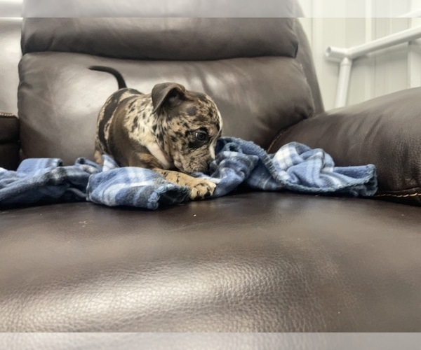 Medium Photo #108 American Bully Puppy For Sale in REESEVILLE, WI, USA