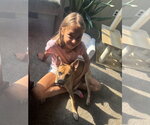 Small #3 Rat Terrier Mix