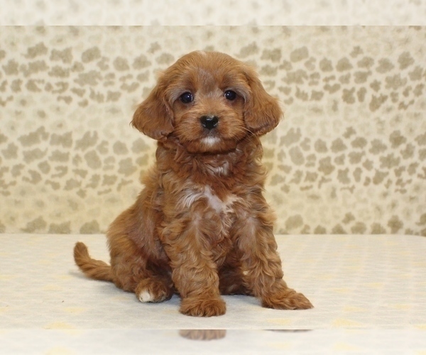 Medium Photo #1 Cavapoo Puppy For Sale in DENVER, PA, USA