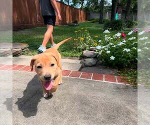 Mutt Dogs for adoption in Houston, TX, USA